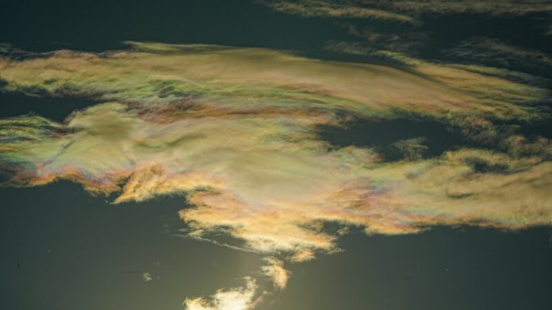 How to Breed Celestial Pearl Danios