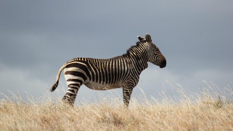 Celestial Pearl Danio Care Guide