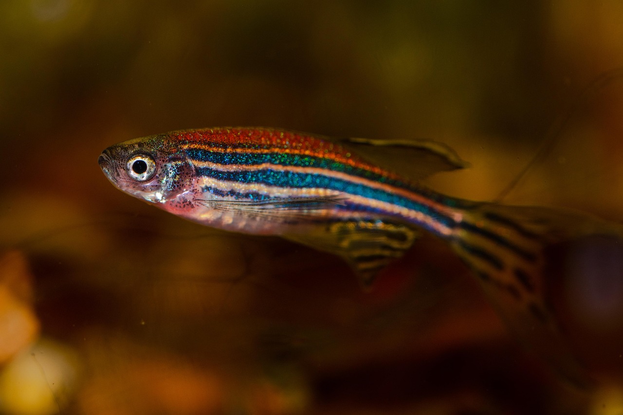 danio rerio, zebrafish, fish, aquarium, animal, fauna, floating, nature, water, to swim, bottom