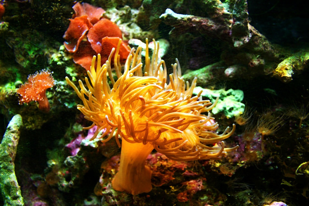 sea anemone, aquarium, jellyfish, corral, underwater, jelly, sea, tank, free-floating, landscape, nature, horizontal, free im