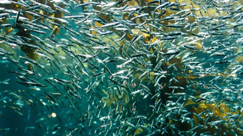 fish, silver, sardine, aquatic, aquarium, nature, school of fish