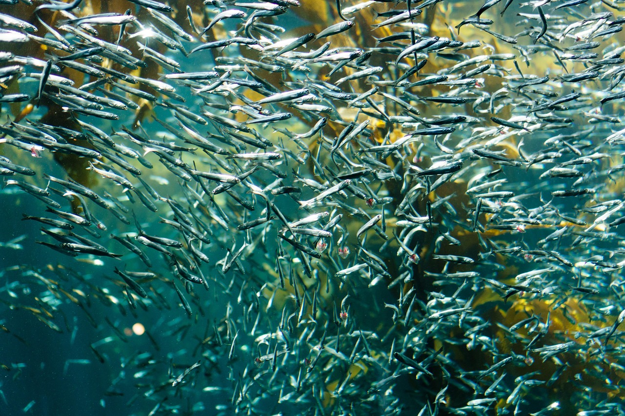 fish, silver, sardine, aquatic, aquarium, nature, school of fish