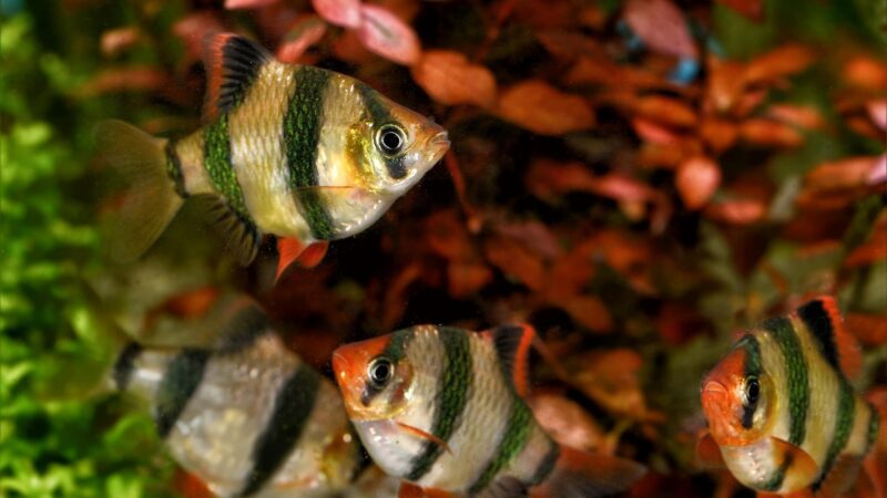 How to Breed Cherry Barbs