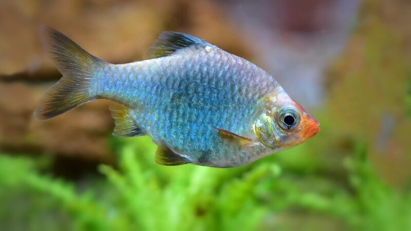 Cherry Barb Singapore Native Strain Care Guide