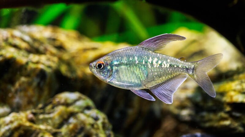 diamond tetra, nature, fishes, aquarium, freshwater fish, animal, underwater world, brilliant tetra