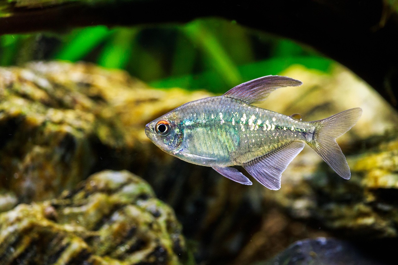 diamond tetra, nature, fishes, aquarium, freshwater fish, animal, underwater world, brilliant tetra