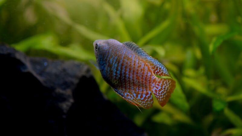 Chocolate Gourami Care Guide: Beautiful but Demanding