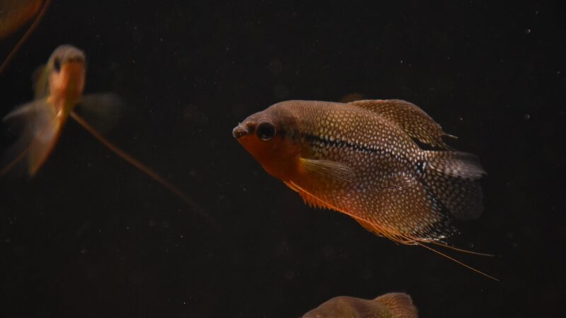 pearl gourami, fish, underwater, sea, animal, swim, water, aquatic animal, ocean, nature, pearl gourami, pearl gourami, pearl
