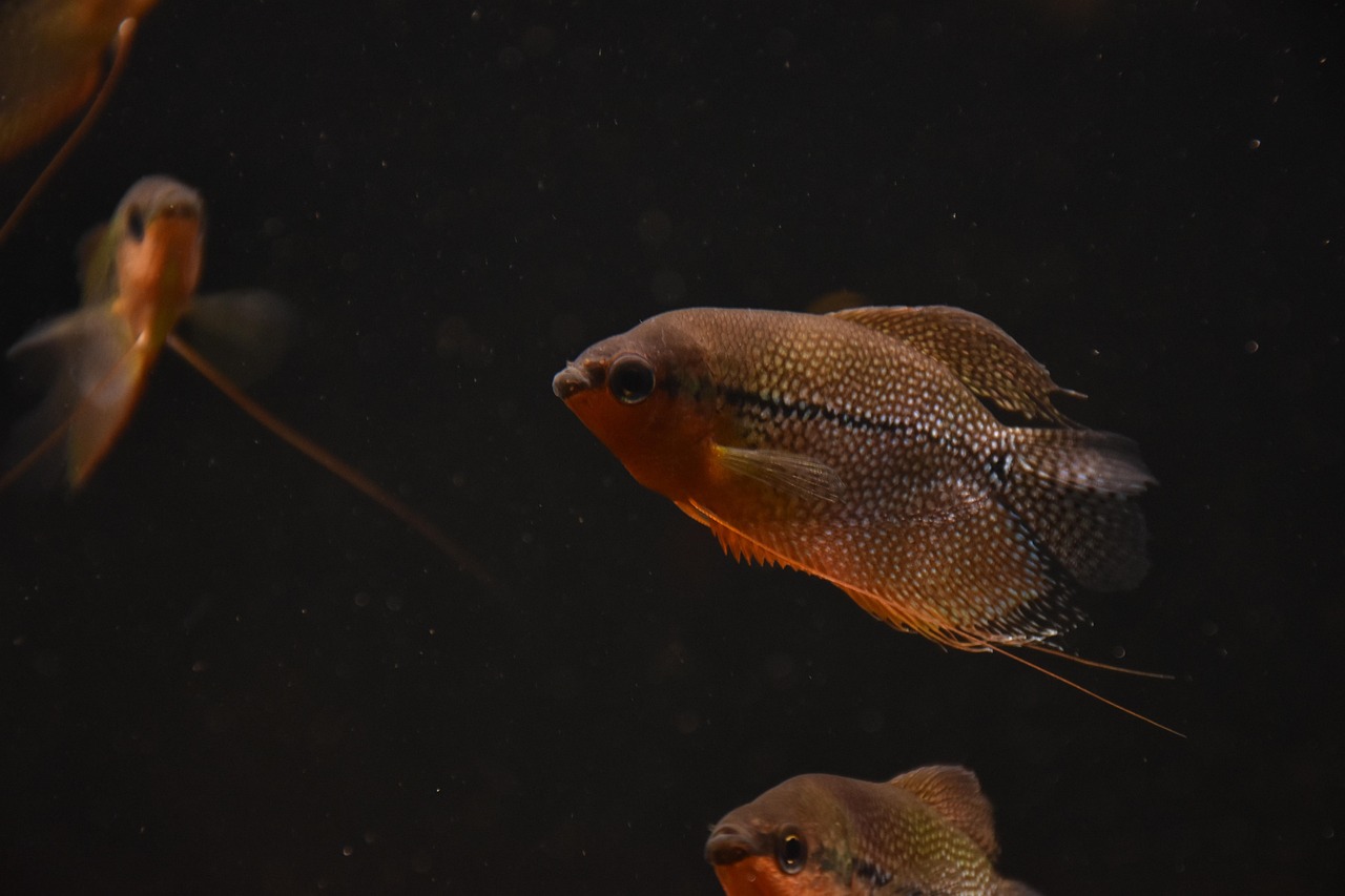 pearl gourami, fish, underwater, sea, animal, swim, water, aquatic animal, ocean, nature, pearl gourami, pearl gourami, pearl