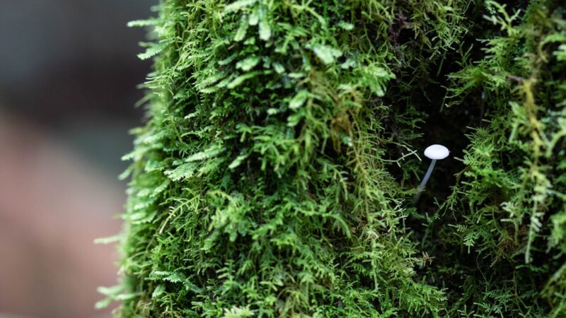 How to Attach Christmas Moss to Wood and Rock