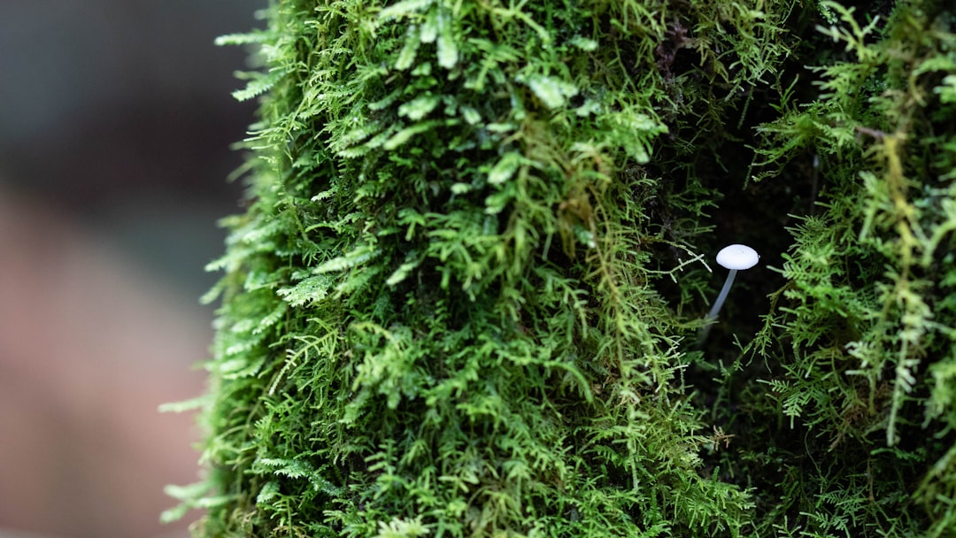 Christmas Moss Care Guide: Triangular Fronds for Aquascaping