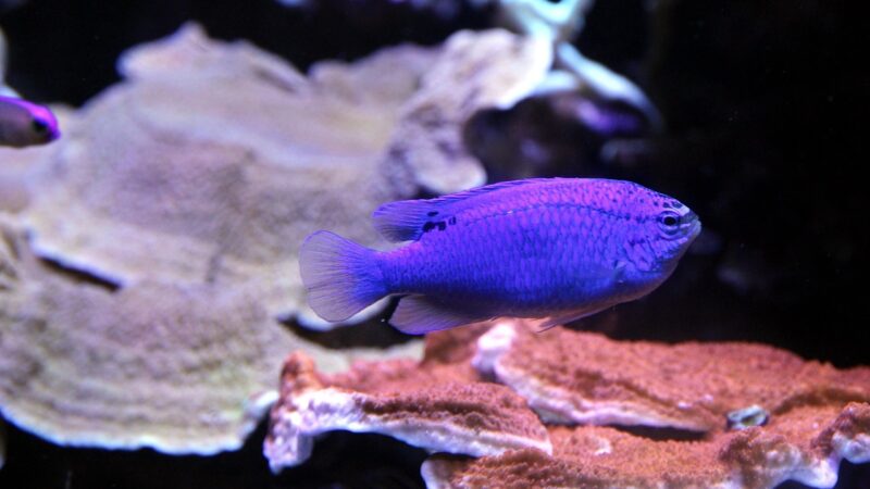 chrysiptera, fish, chrysiptera cyanea, blue demoiselle, animal, aquarium, underwater, nature, blue fish, under the water, und
