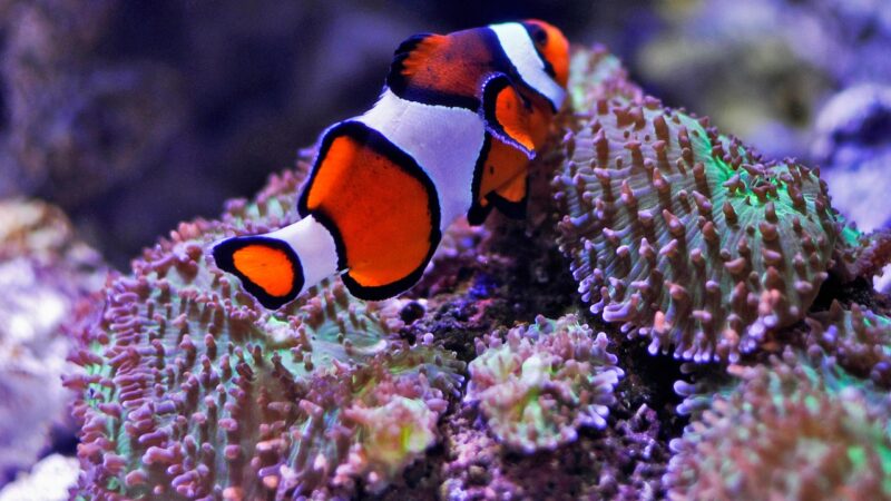 clown killifish breeding aquarium fish — featured image for clown killifish breeding guide