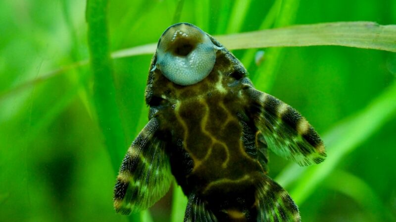 Long-Fin Clown Pleco Care Guide