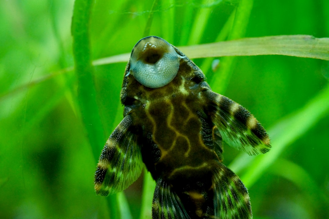Long-Fin Clown Pleco Care Guide