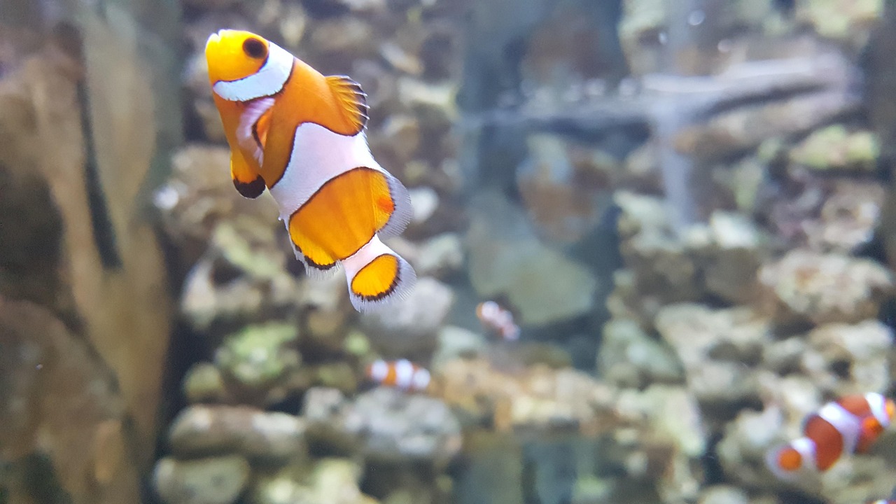 Clownfish Care Guide: Nemo in Your Living Room