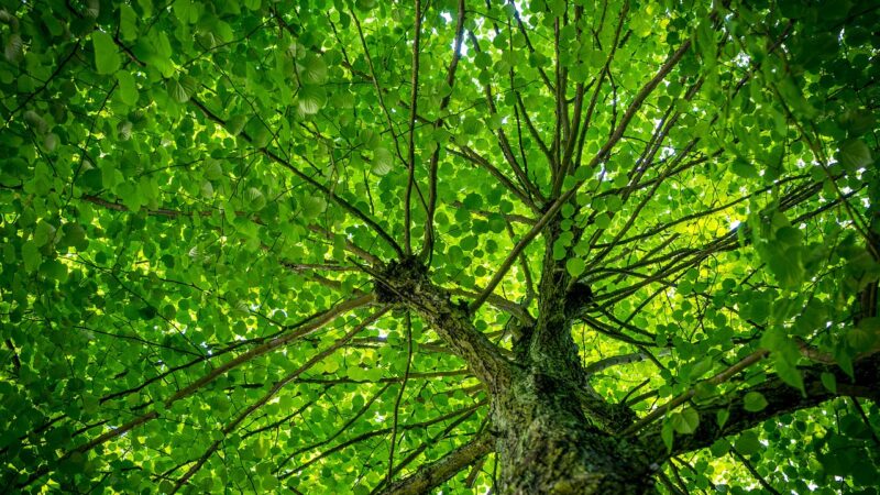 leaves, canopy, tree, crown, nature, green, lush, flora, protection, rain protection, climate, climate change, co2, branches,