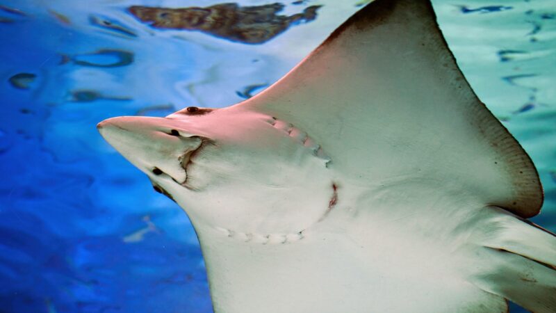 co2 end aquarium fish — featured image for co2 end of tank dump prevention