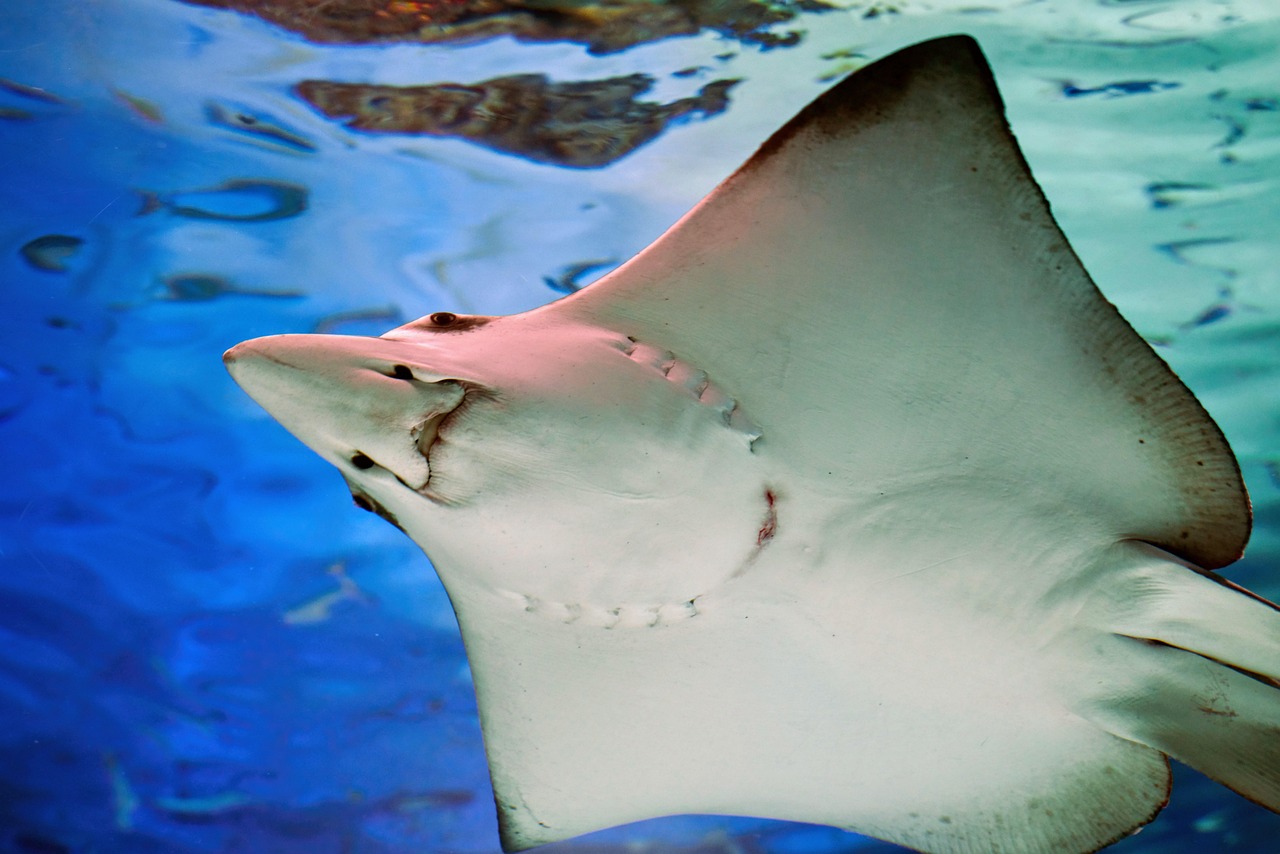 co2 end aquarium fish — featured image for co2 end of tank dump prevention