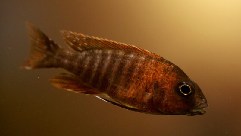 freshwater aquarium tank — featured image for co2 fire extinguisher conversion guide