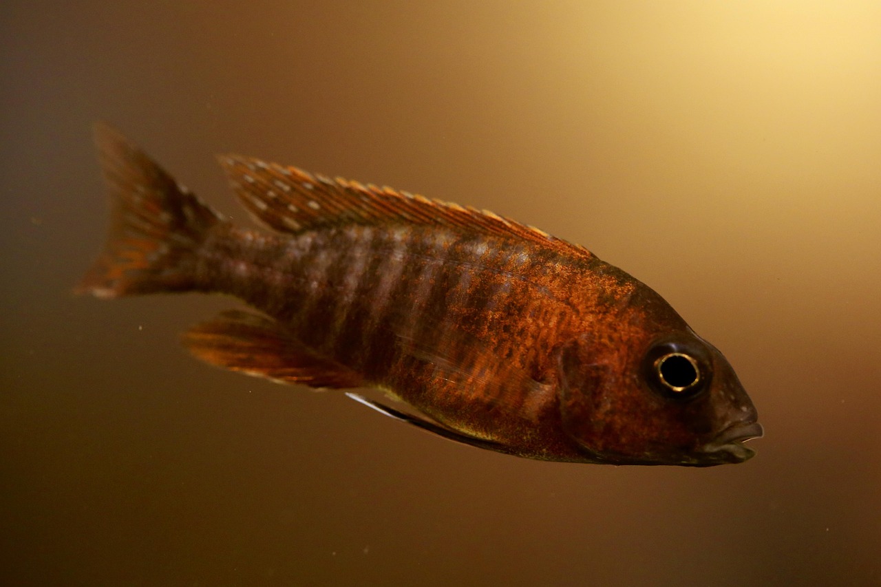 freshwater aquarium tank — featured image for co2 fire extinguisher conversion guide