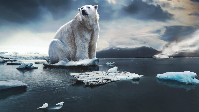 icebear, glacier, cruise ship, ice cream, blue, threat, nature, environmental protection, climate change, habitat, climate, c