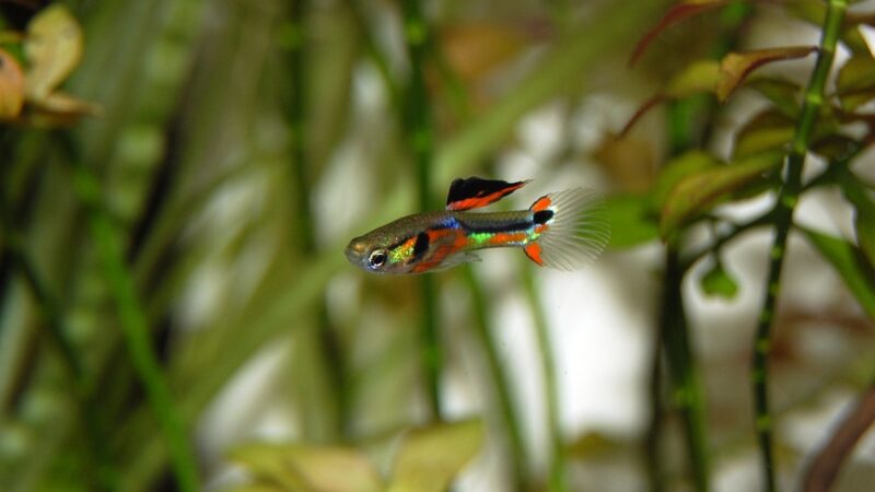 guppy, fish, multicoloured, colorful, aquatic life, underwater world, ornamental fish, close up, aquarium, animal, nature, wa