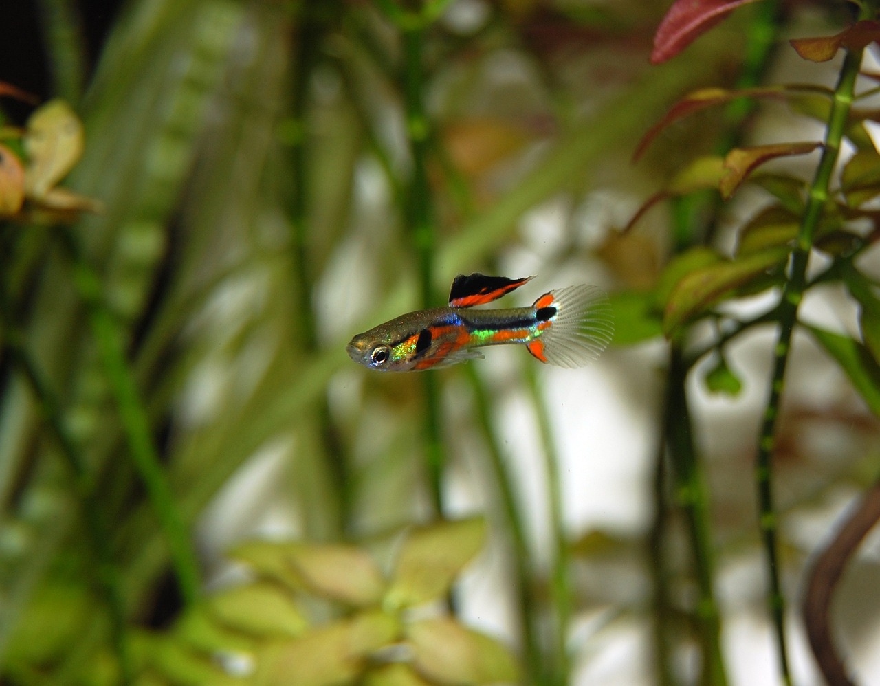 guppy, fish, multicoloured, colorful, aquatic life, underwater world, ornamental fish, close up, aquarium, animal, nature, wa