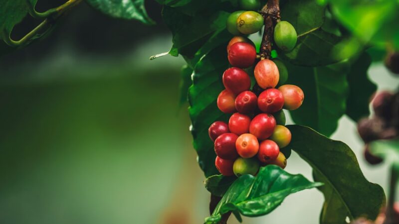 Coffee Bean Tetra Care Guide: Tiny With a Bold Spot