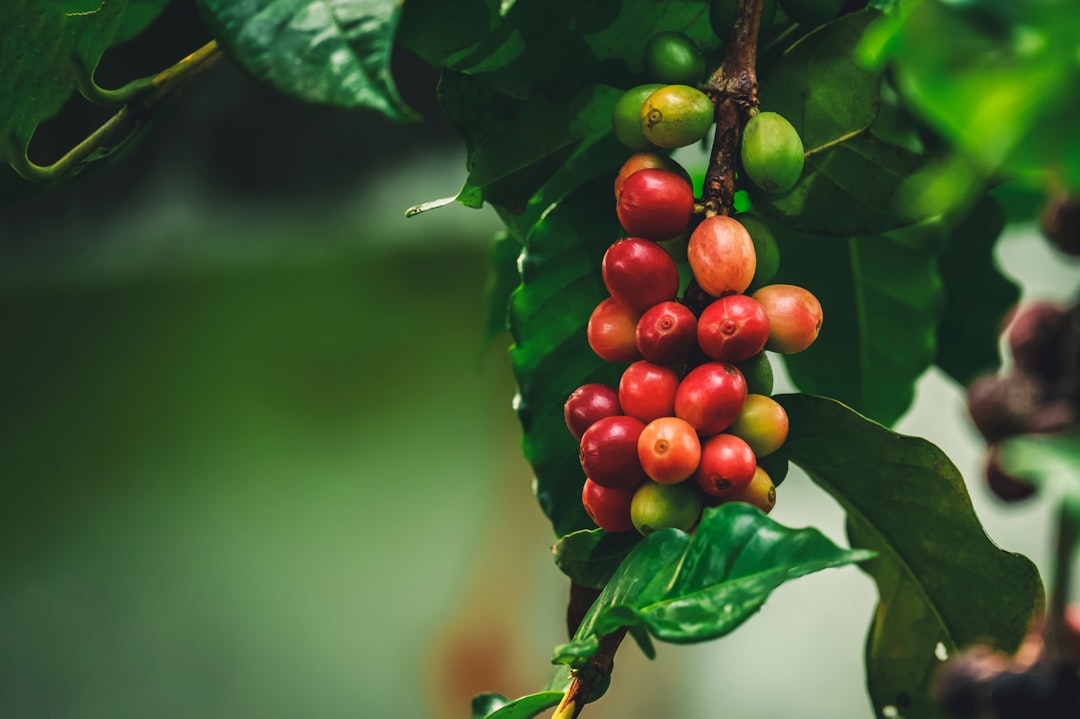 Coffee Bean Tetra Care Guide: Tiny With a Bold Spot