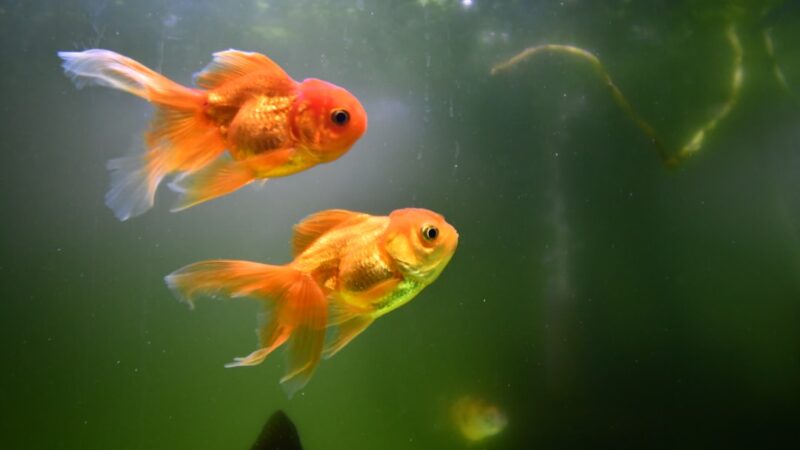 two goldfish swimming in an aquarium next to each other