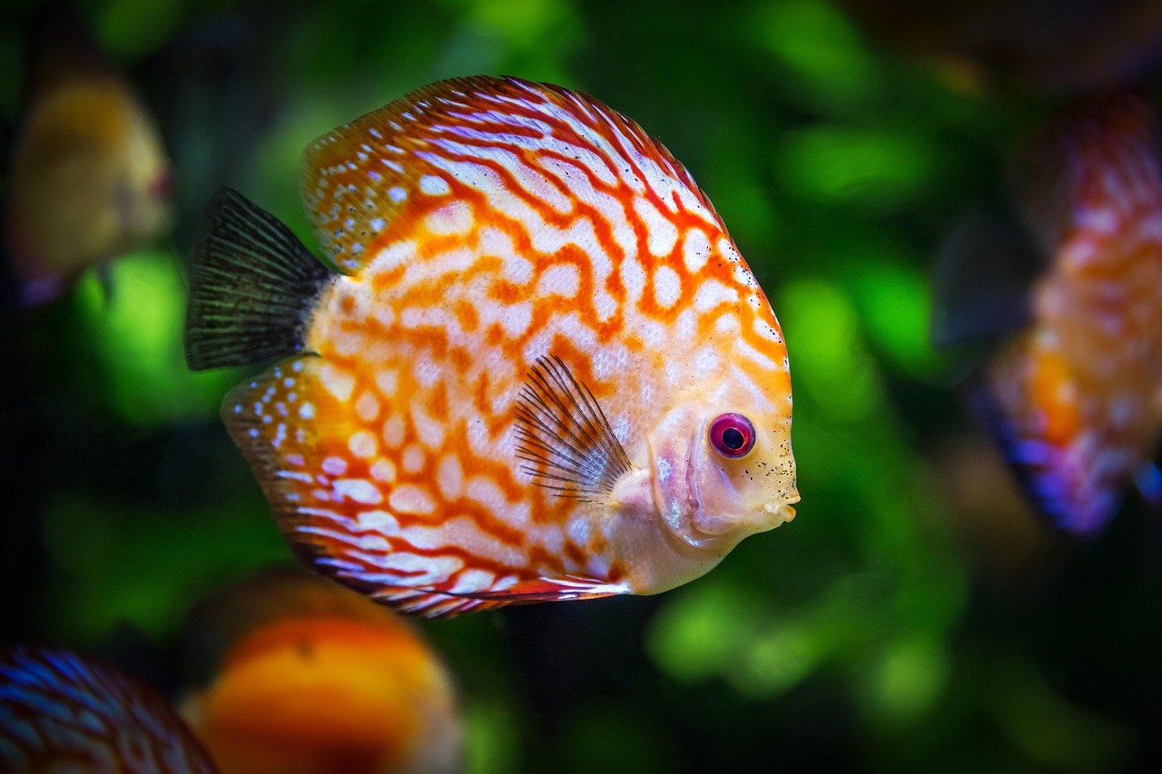 Common Fish Diseases: How to Identify and Treat Them