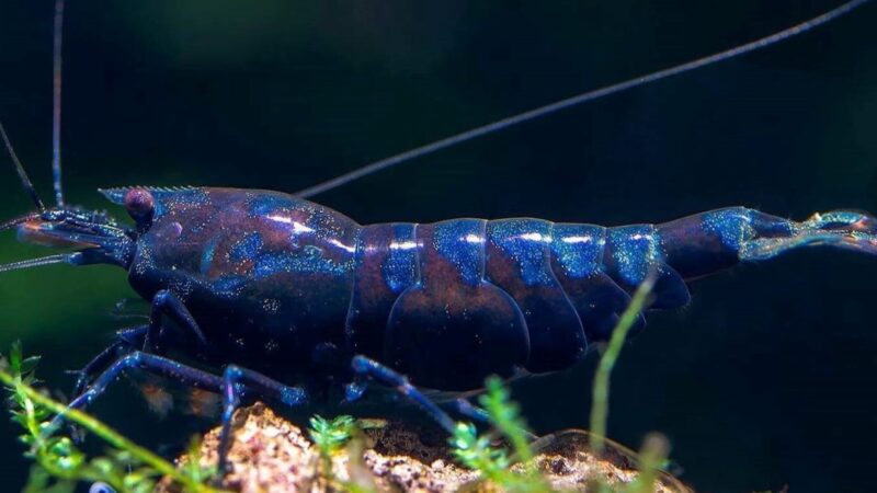 Copper in Your Aquarium: Essential Guide for Shrimp Keepers