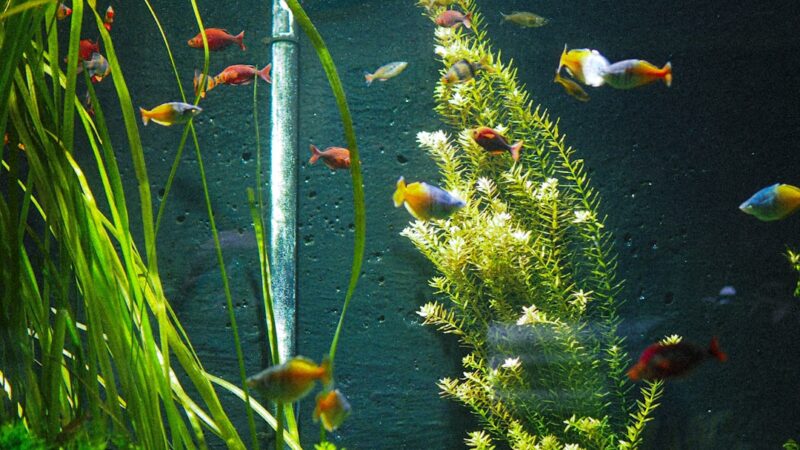 Copper Deficiency in Aquarium Plants