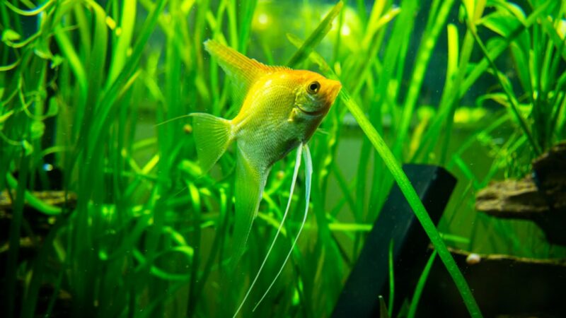 Coral Beauty Angelfish Care Guide