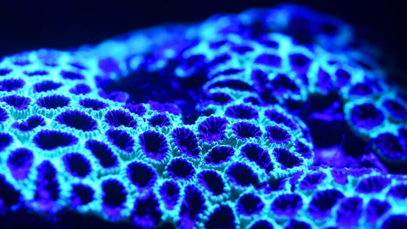 blue glow in the dark decor