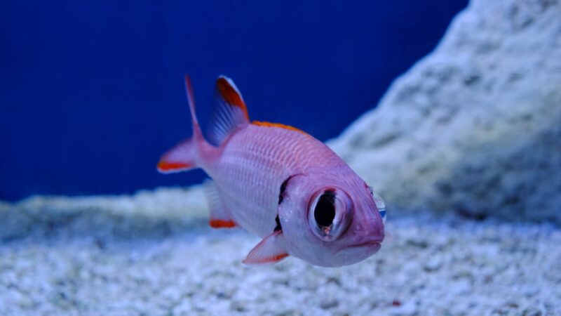 Coral Red Pencilfish Care Guide: Crimson Hovering Beauty