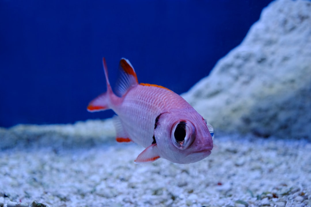Coral Red Pencilfish Care Guide: Crimson Hovering Beauty
