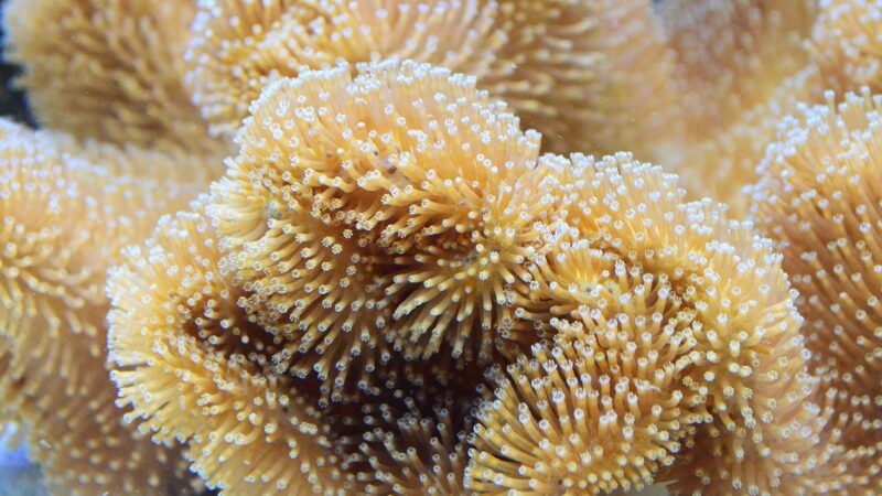 corallimorph bounce mushroom genetics reef aquarium — featured image for corallimorph bounce mushroom genetics
