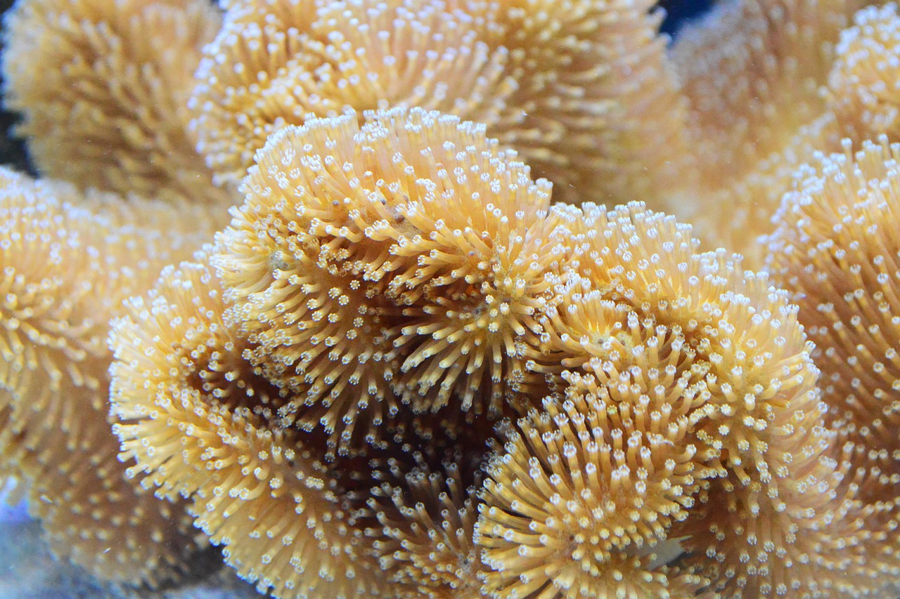 corallimorph bounce mushroom genetics reef aquarium — featured image for corallimorph bounce mushroom genetics