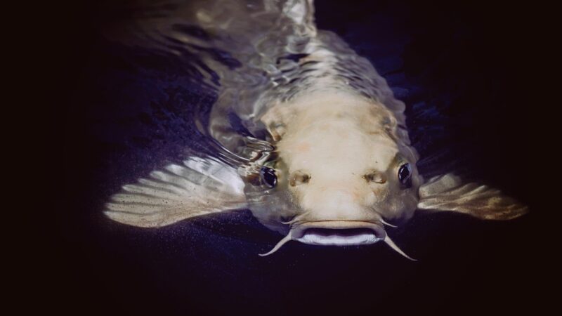 catfish, animal, nature, fish, pond, swimming, water, underwater