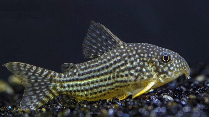 fish, fins, scales, underwater, nature, aquatic, creature, britski's catfish, aquarium, corydoras