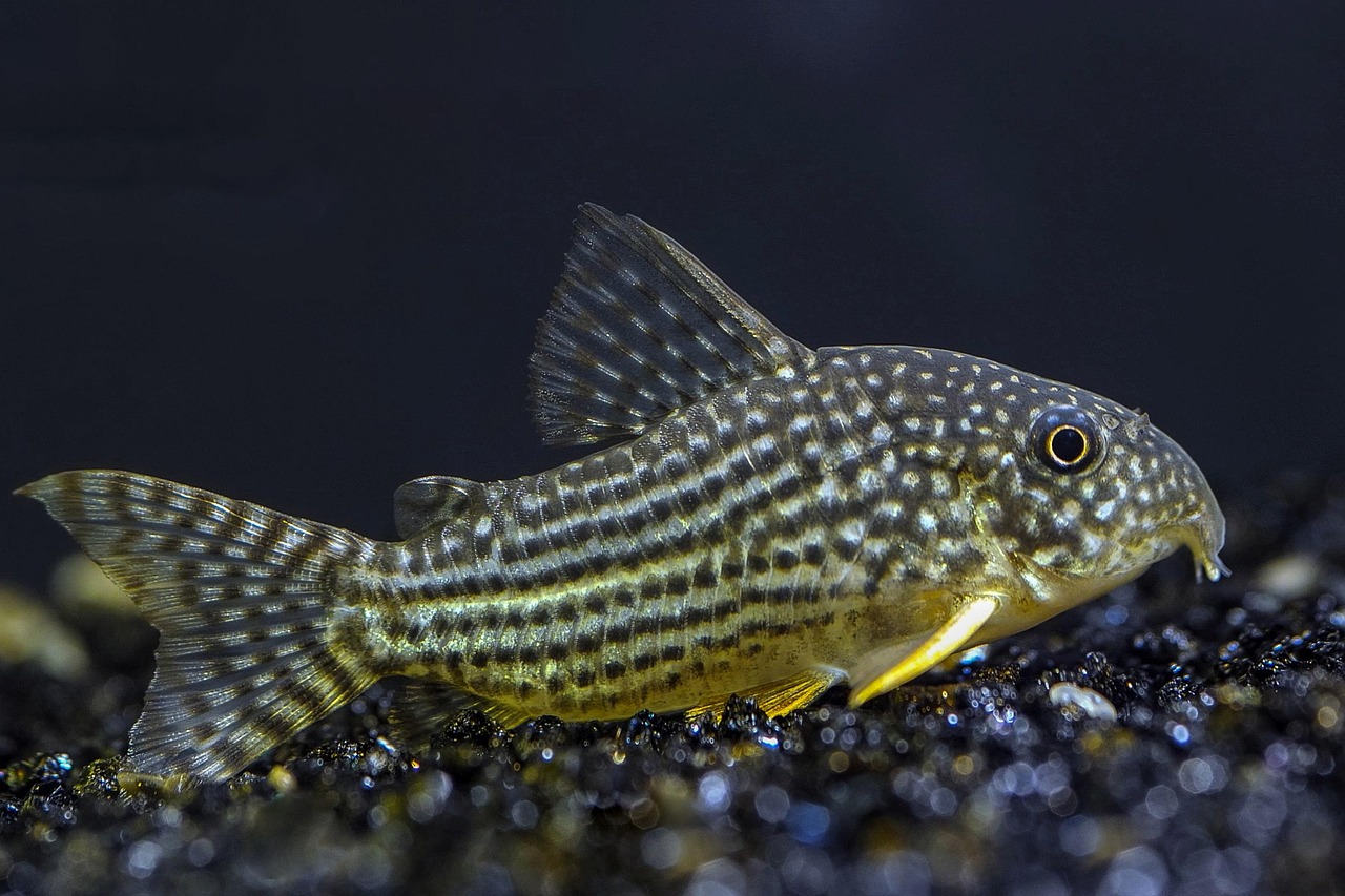 fish, fins, scales, underwater, nature, aquatic, creature, britski's catfish, aquarium, corydoras