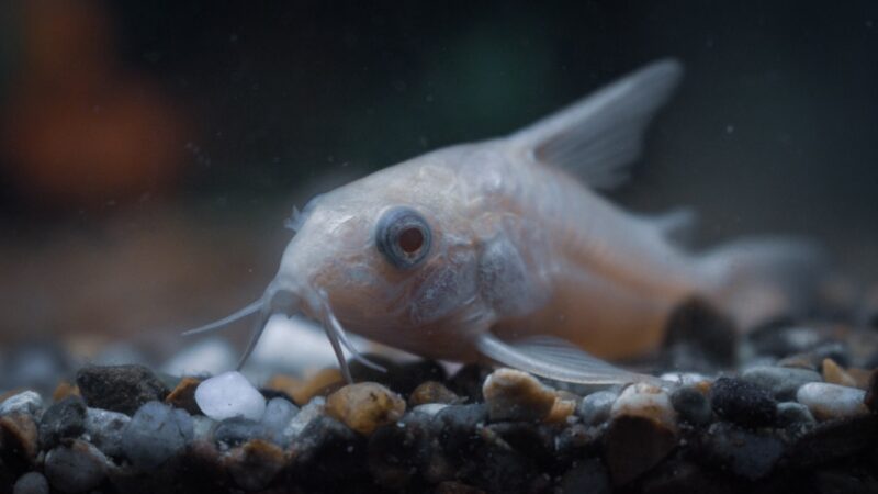 How to Breed Corydoras Sterbai