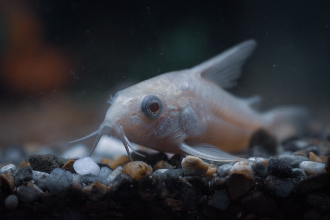 How to Breed Corydoras Sterbai