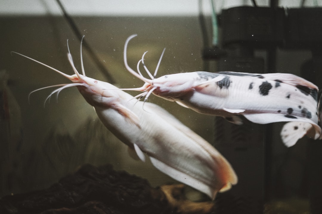 Corydoras vs Otocinclus: Which Bottom Dweller Suits Your Tank