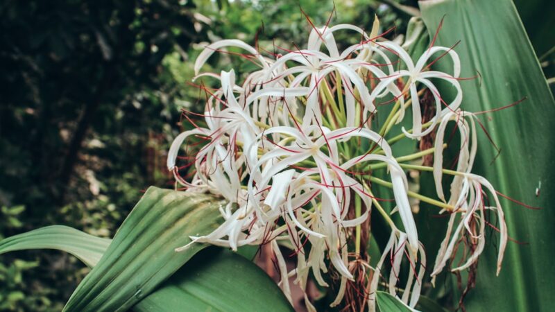 Crinum Calamistratum Care Guide: The Curly Onion Plant