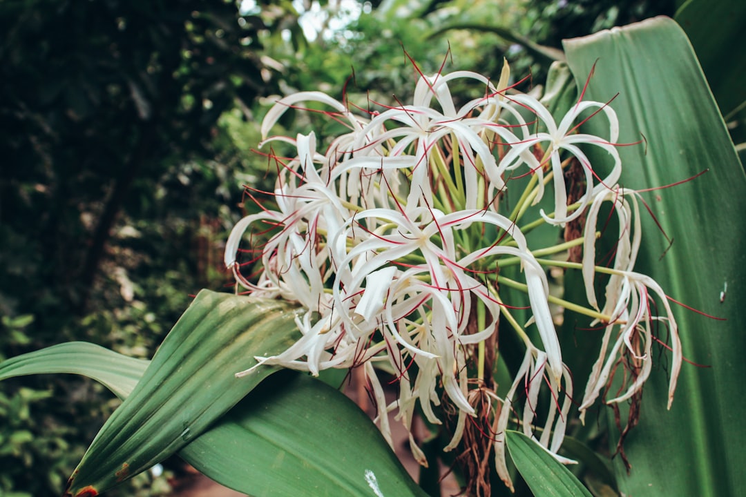 Crinum Calamistratum Care Guide: The Curly Onion Plant