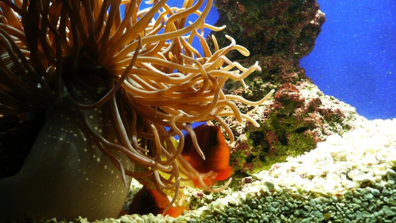 Cryptocoryne Balansae Care Guide: Tall Crinkled Elegance