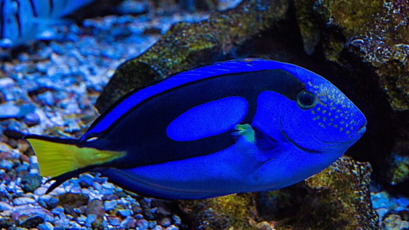 Cryptocoryne Care Guide